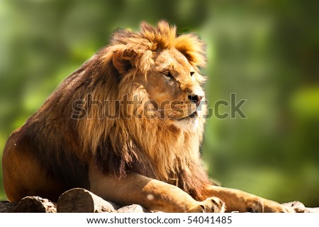 profile of a relaxed African lion staring in the zoo