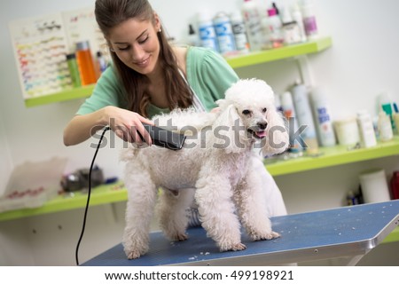 smiling woman haircut white poodle in hair service