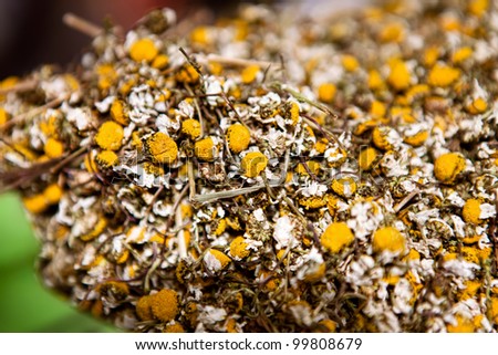 a lot of dried out chamomile flowers ready for tea making