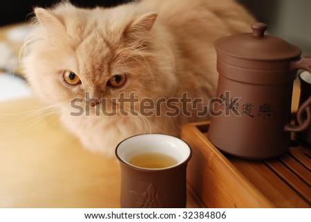 Cat sits beside Chinese tea