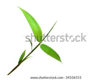 Isolated bamboo leaf with white background