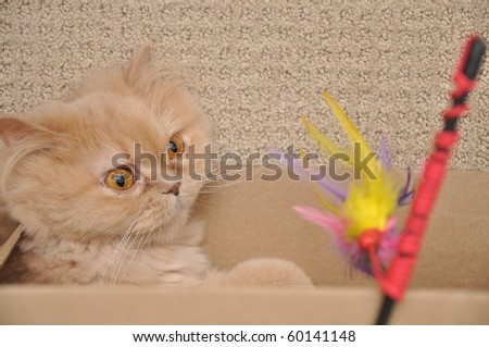 Persian cat play the toy