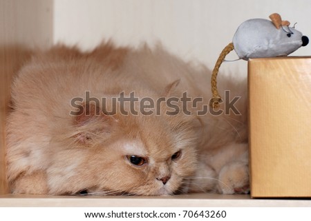 Toy Persian
