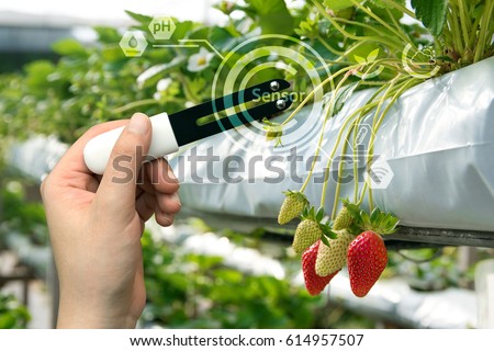 Smart agriculture, sensor concept. Hand holding smart hardware for measure moisture, ph, nitrogen, phosphorus, potassium and sunlight in soil with strawberry farm background and graphic