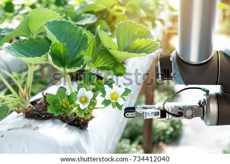 Agriculture technology , artificial intelligence concepts, Farmer use smart farm automation robot assistant image processing for detection weed ,spray chemical , replace worker and increase precision.