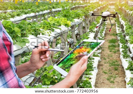 Smart agriculture , precision farming concept. Farmer using drone and NIR images application screen used to check health maps for alert disease vegetation in vertical strawberry farm with flare light.