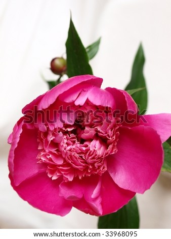 Pink peony on the white background