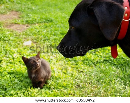 Small cat looking for a dog