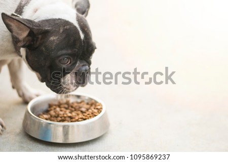 french bulldog eating dog food with full bowl with copy space