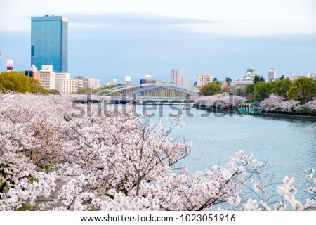 Sakura cherry blossoms next to river view sakuranomiya park, bridge view with Osaka castle behind, sakura trees along the river side city view against blue sky, sakuranomiya famous park at Osaka,Japan