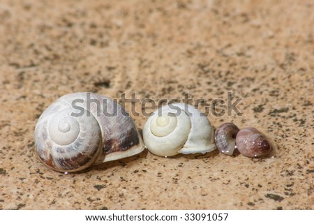snails on sand and water