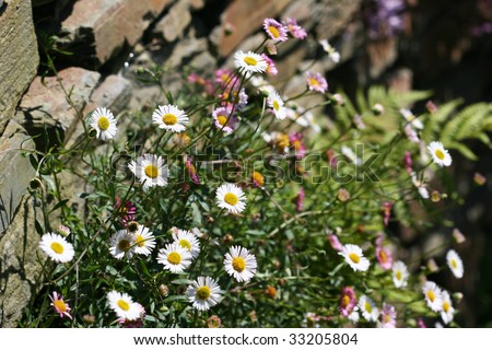 mass of little daisies by the wall