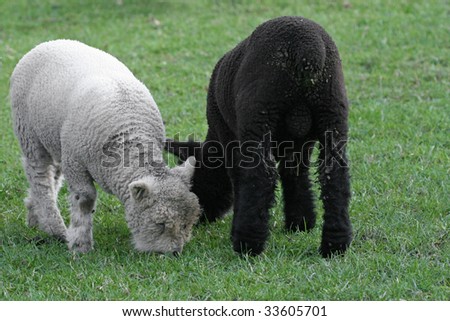 cute little lambs, one white and one black eating grass