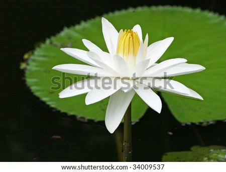 closeup on water lily isolated on dark background
