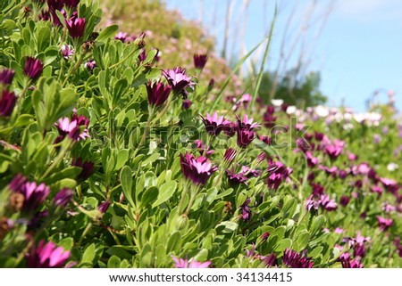 close up on carped of purple daisy flowers and grass