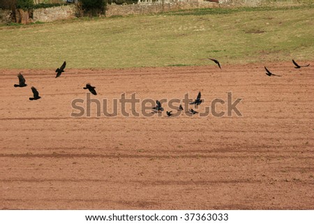 crows flying low on plowed field