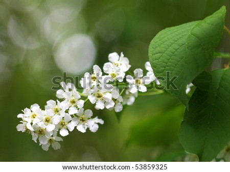withe mass of flowers on a branch with big leaf