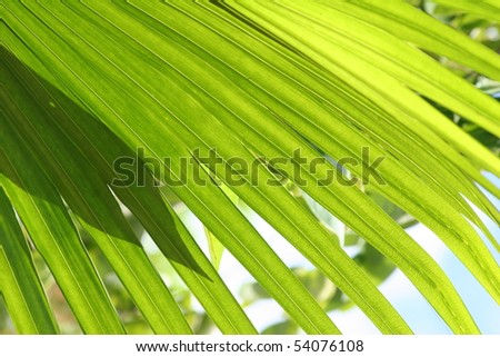 exotic palm leaves of vivid green color