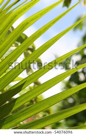 exotic palm leaves of vivid green color