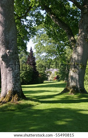 secular trees in English mansion park