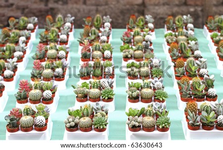 pots of little succulents plants at the market