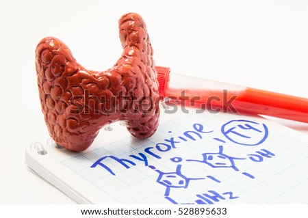 Thyroid hormone thyroxine. Anatomical volume thyroid gland figure lies next to test lab tube with blood on note, where is written Thyroxine and drawn its chemical formula. Concept for thyroid disease