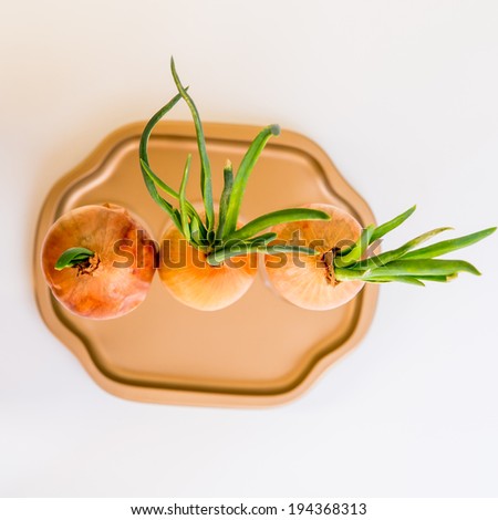 Three onions growing out of the glass, tow view, square format