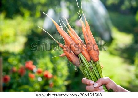 Bunch of fresh carrots with green leaves. Vegetable. Raw food ingredients
