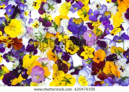 Edible flowers / Food flowers / colorful  viola flowers isolated on white background.