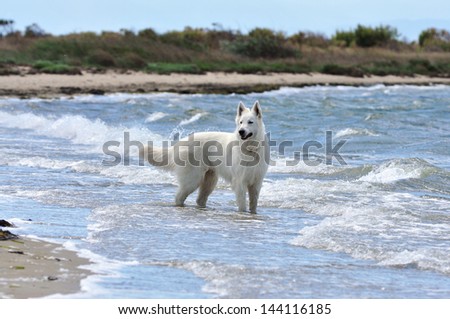 White shepherd dog (breed: white swiss shepherd) on the beach standing in water