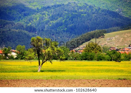 pastoral summer landscape near bulgarian village