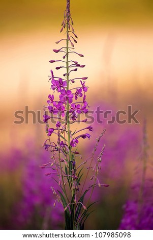 close up purple forest flower in sunset time; colorful soft focus