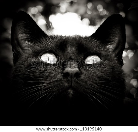high contrast black and white cat portrait