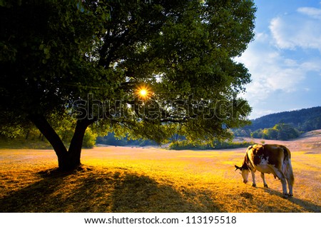 beautiful golden autumn landscape with cow in bulgarian farmland