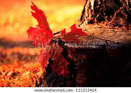 autumn close-up red forest leaf in sunset light