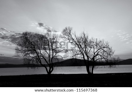 abstract black and white tree background