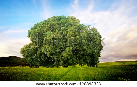 alone tree in clear green and blue nature landscape- sunset summer time