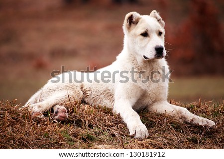 young white dog rest in nature