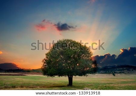 alone tree in sunset- HDR dramatic nature landscape