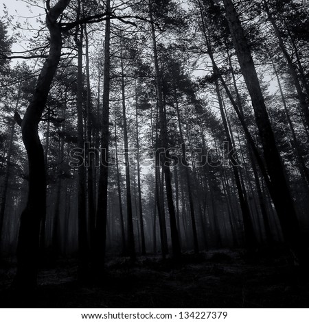 spooky abstract black and white forest in dusk time