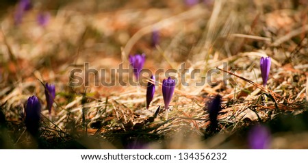 spring purple forest flower panoramic view- selective focused
