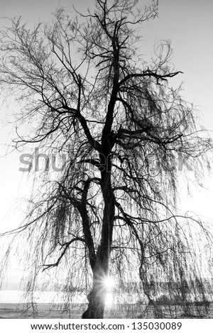 spooky abstract black and white tree silhouette in sunrise time
