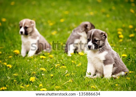 cute small puppy dogs in spring green and yellow grass