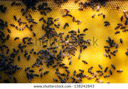 bee nest close-up; macro agricultural bee background