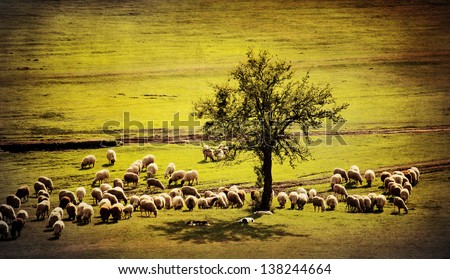 pastoral antique farmland background with sheep goat and several dogs