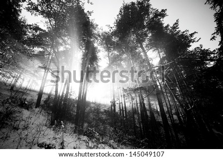 abstract black and white  landscape- sunrays in winter forest