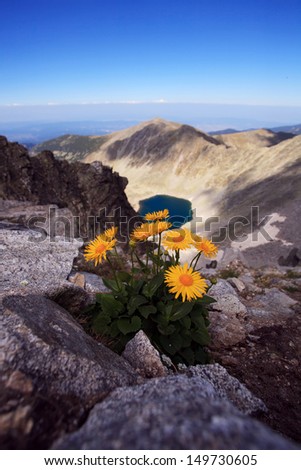 vertical landscape with yellow flower in bulgarian Rila mountain