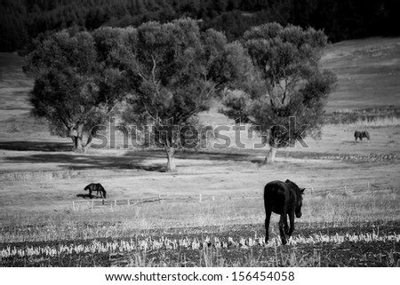 several horses in autumn meadows- black and white animal landscape