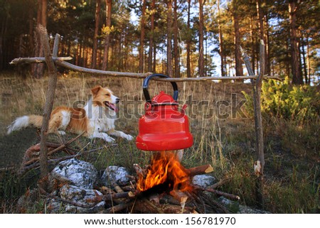 dog near campfire with boiled tea in autumn forest