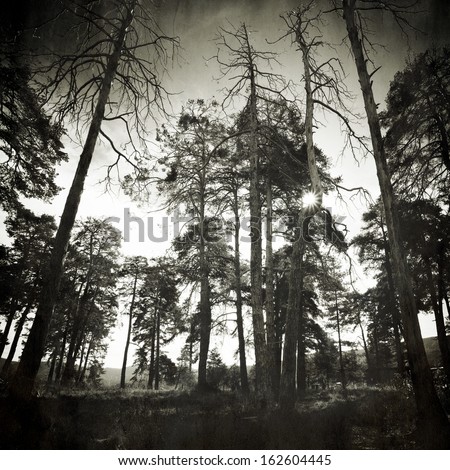 vintage dark forest textured duotoned nature background